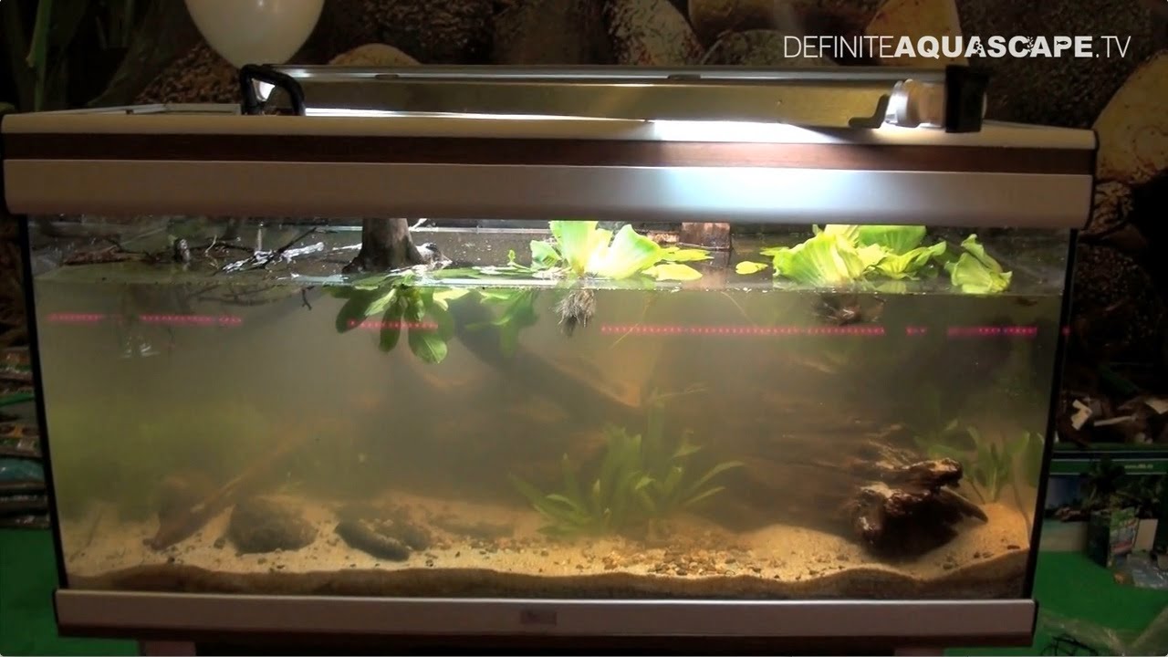 Setting up biotope aquarium South America, ZooSphere 2014 YouTube