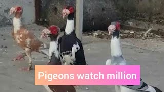 世界上最美丽的鸽子 اجمل حمام الأسبوع 18 لعام 2019  Best 100 pigeons  Week 18 of 2019 subscribe to the channel