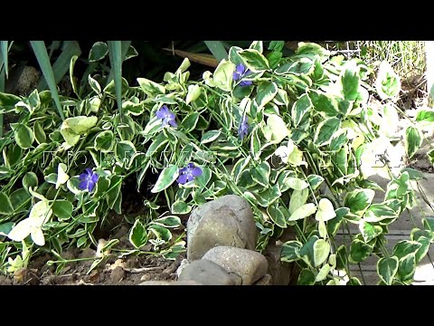 Видео: Проблемы с растениями барвинка: узнайте об общих проблемах выращивания барвинка