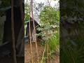 Rainy Day ASMR: The Most Relaxing Sound in the Woods #asmr #cabinbliss #forestambience #rainsounds