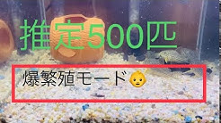 エビ吉チャンネル