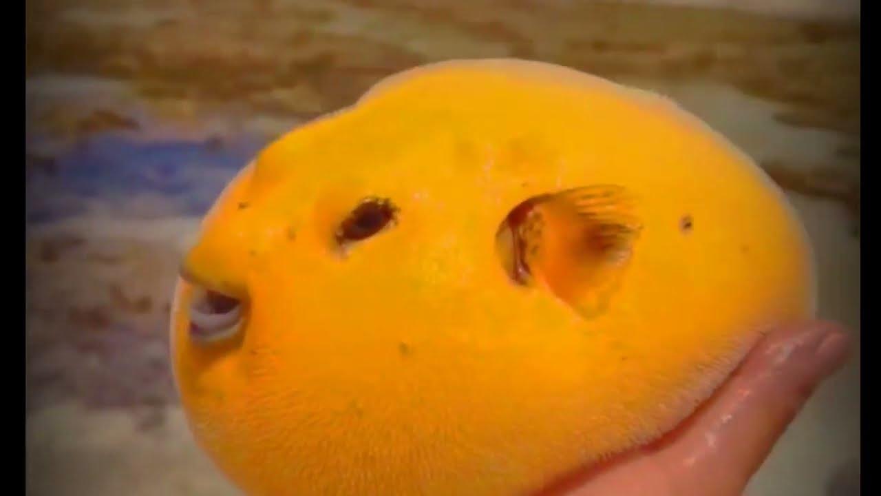 Yellow Puffer fish Puffing up ! Pufferfish eats carrot ! Cute Puffer