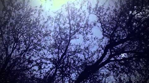 Bend Down the Branches