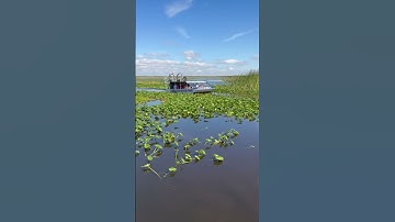 Thumbnail of The Ultimate Everglades Airboat Ride – Looney’s Fresh New Look! 🚤