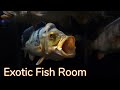 A look at all of my exotic aquariums