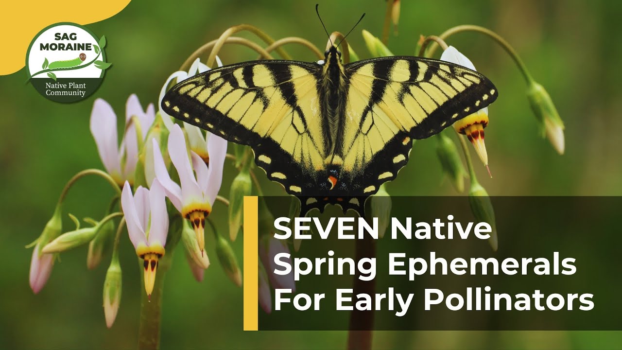 SEVEN Native Spring Ephemeral Plants For Early Pollinators​