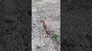 বুদ্ধির রাজা শিয়াল পন্ডিত 🦊#shorts #youtubeshorts #trending #wildlife #fox