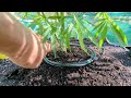 Watering with a pH of 6.5 for healthy cannabis plants... Is it important?