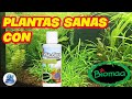 Plantas sanas con vitaflora