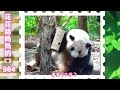 《花花给妈妈的信984》花宝叽是斧头山的财神花