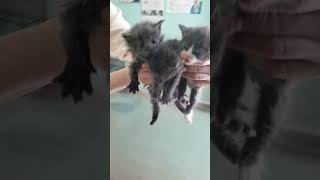 Серый Букет №2 #cat