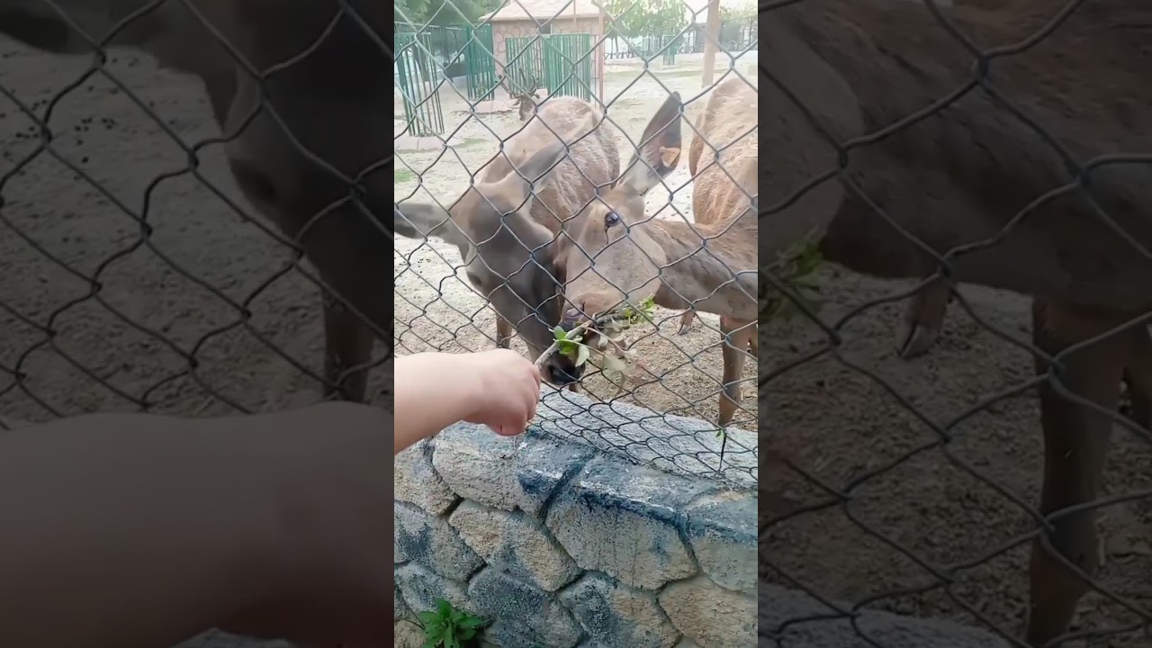 Islamabad B-17 Multi Zoo 