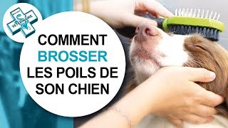 [Tuto véto] Comment bien brosser son chien  Conseils vétérinaires