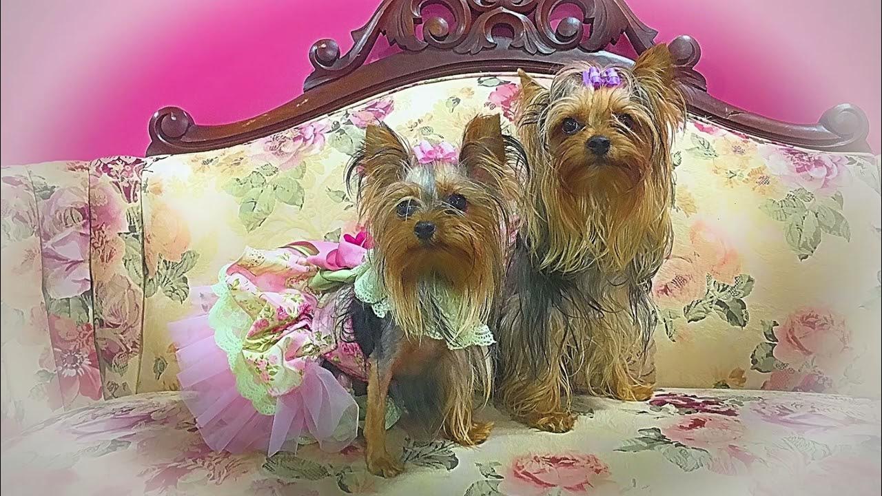 Game of Yorkies 4 YouTube
