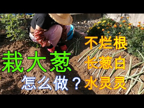 【丽的庭院生活 27】|栽大葱，山东大葱简单方法|这样做不烂根|长葱白|水灵灵|跨年火锅就吃自家菜园的甜美山东大葱|连续一周以上预报没有雨的话，一周两次，日落后，浇水在干草屑上*^O^*|