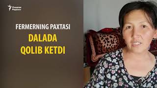 Оққўрғон иши: Қоровулхонада яшаган фермер 