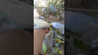 Cute Budgies Singing 'Not Like Us' & 'Die With A Smile' Poppy Playtime Chapter 4 ASMR #Shorts #ASMR