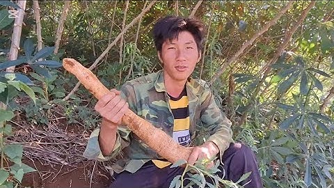 Wb tuaj saib teb qos thiab khaw 2 yav qos mus ci noj 25 เมษายน ค.ศ. 2025