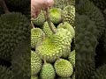 Khmer Durian #shorts #shortvideo #durian #fruit