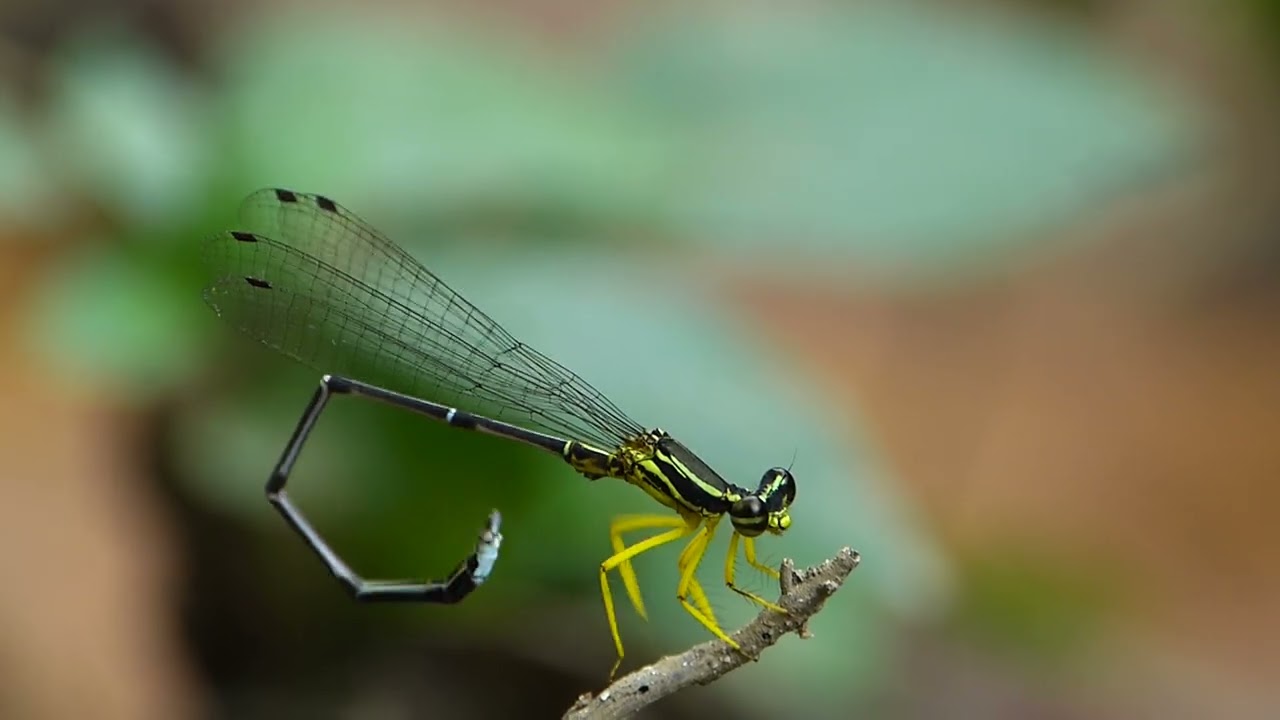 Yellow Featherlegs male grooming P1380322