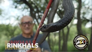 The Deadly Dozen - Rinkhals (Hemachatus haemachatus)