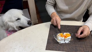 【ルンルンの裏庭】ケーキの量をどうしても増やしたいお父さん