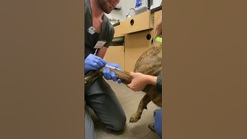 Skill 12. Intravenous injection on a canine.