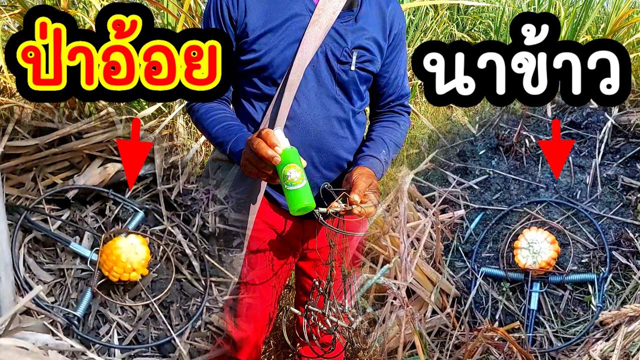 ดักหนูป่าอ้อย มีแต่อ้อยตอแรก จะหาหนูมาจากไหน 