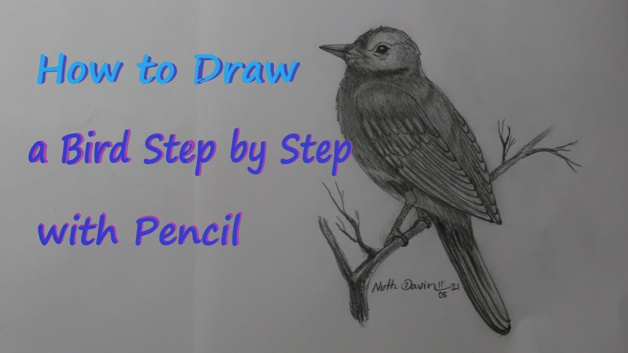 How to Draw a Bird/Nuth Davin Drawing Arts