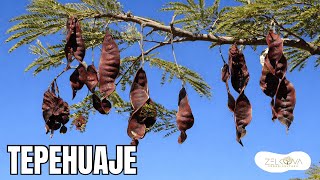 Tepehuaje, Palo Prieto o Tepemezquite - Árbol Nativo Mexicano