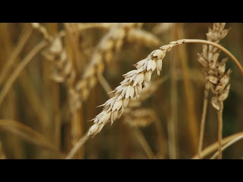 Нижегородская область. Итоги 2022 сельскохозяйственного года.