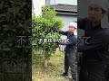 今切ると金木犀の花減ります　#園芸 #ガーデニング