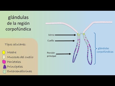 Vídeo: PER QUÈ ES DISTRIBUEIX L’ESTOMAC O SOBRE LES CONSEQÜÈNCIES DE LA FAM EMOCIONAL