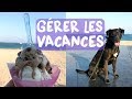 LES CHIENS & L'ÉTÉ