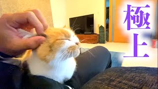 至福のときを堪能する三毛猫まりも
