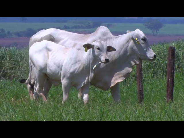 Lote 42   Leilão Virtual Liquidação Kanaxue Chateaubriand Matrizes Paridas e Novilhas