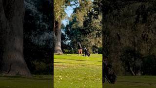 Golf shot through trees. Guess what I hit #golf #golfswing #golfshots