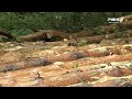 Жителі Костополя скаржаться на незаконну вирубку лісу у Базальтівському лісництві