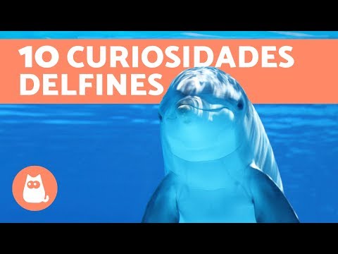 Vídeo: Los Delfines Se Dan Buenos Consejos - Vista Alternativa