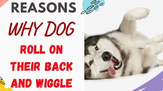 Why Do Dogs Roll On Their Back And Wiggle (Explained)