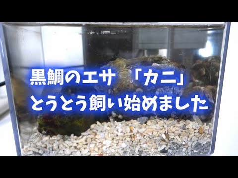 カニの飼い方 黒鯛のエサ イソガニ をとうとう飼い始めました Youtube