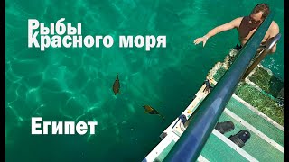 ЕГИПЕТ. Рыбы Красного моря