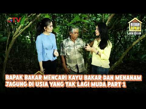 Bapak Bakar Gathers Firewood and Plants Corn in His Golden Years Part 1 | Home Makeover