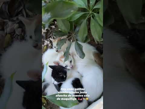 Luis El Crack (@luisitocomunica) archived Instagram Stories compilation from May 19, 2026