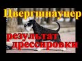 Щенок цвергшнауцера результат дрессировки