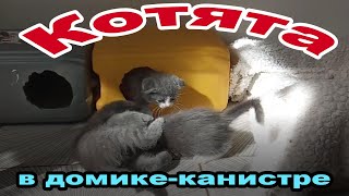 Весёлые котятки в домике-канистре. #котики #милыевидео  #котята.