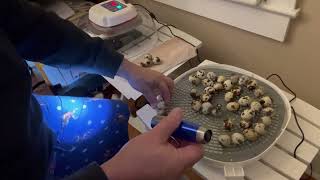 Candling the quail eggs and checking for fertility