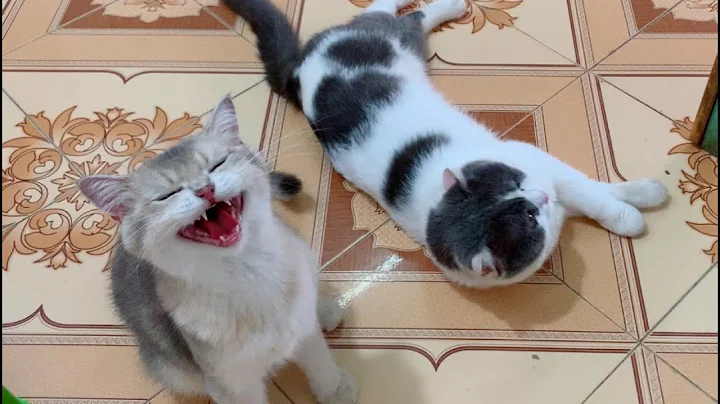 Video 3764511: funny sweet kittens, cat