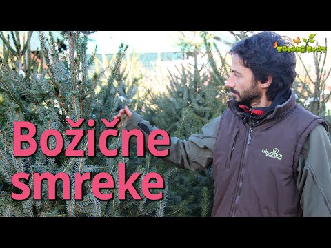 Video: Kakšna vrsta drevesa je norveška smreka?