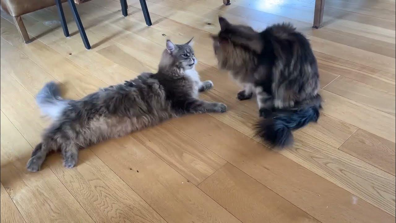 Unprovoked Maine Coon Attack 😳 YouTube